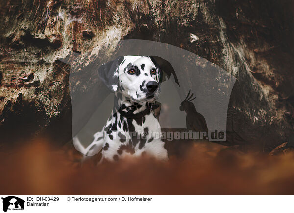 Dalmatiner / Dalmatian / DH-03429