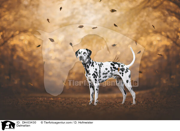 Dalmatiner / Dalmatian / DH-03430