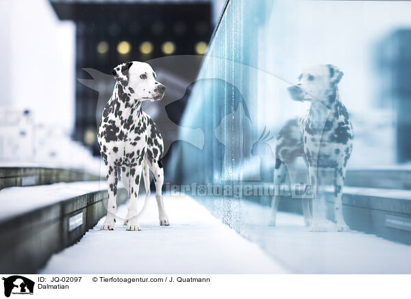 Dalmatiner / Dalmatian / JQ-02097