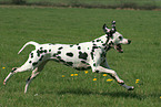 running Dalmatian