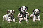 3 Dalmatians