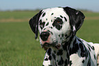 Dalmatian Portrait