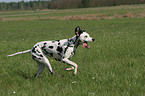 running Dalmatian