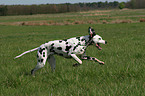 running Dalmatian