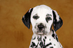 Dalmatian Puppy Portrait