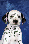 Dalmatian Puppy Portrait