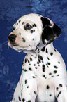 Dalmatian Puppy Portrait