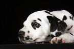 Dalmatian Puppy