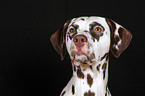 Dalmatian Portrait