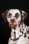 Dalmatian Portrait