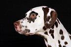 Dalmatian Portrait