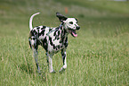 running Dalmatian