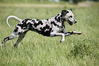 running Dalmatian