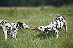 playing Dalmatians