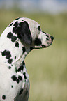 Dalmatian Portrait