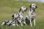 Dalmatian