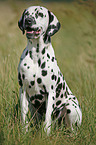 sitting Dalmatian