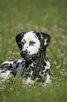 lying Dalmatian