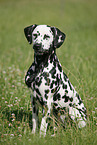 sitting Dalmatian