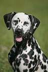 Dalmatian Portrait