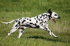 running Dalmatian