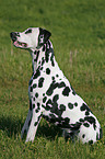 sitting Dalmatian