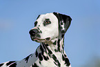 Dalmatian Portrait