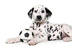 lying Dalmatian puppy