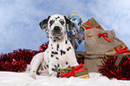 Dalmatian puppy Christmasy