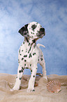 Dalmatian Puppy