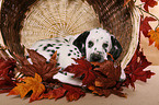 lying Dalmatian puppy