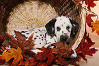 lying Dalmatian puppy