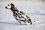 Dalmatian in the snow