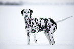 Dalmatian in the snow