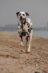 running Dalmatian