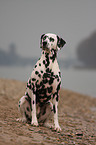 Dalmatian