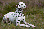 Dalmatian