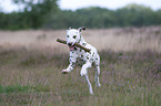 playing Dalmatian