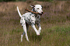 playing Dalmatian