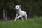 playing Dalmatian