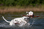 playing Dalmatian