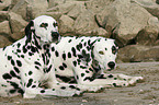 Dalmatians