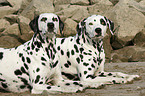 Dalmatians