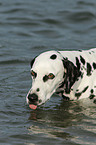 Dalmatian