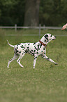 walking Dalmatian