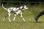 walking Dalmatian