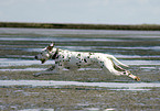 running Dalmatian