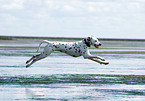 running Dalmatian