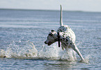 running Dalmatian