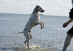 playing Dalmatian